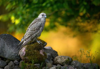 Gyrfalcon bird close up ( Falco rusticolus )
