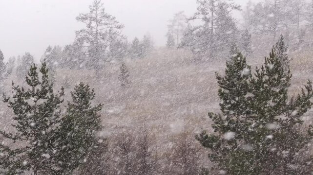 Flying a drone in the forest through the trees during a snowfall