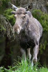 Moose bull portrait in the forest scenery