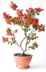 Beautiful flowering tree in clay pot on white background. Ornamental plant. Gardening, floriculture.