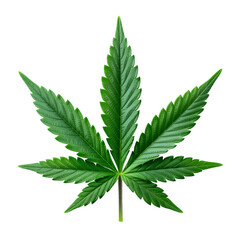 A detailed green cannabis leaf with prominent serrated edges and distinct veins