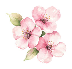 Fototapeta premium PNG Cherry blossoms flowers illustration watercolor.