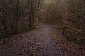 Walking path with dead leaves in German forest