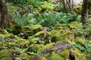 Green plants and moss at Kreuzberg