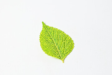Close up view of one green leaf isolated on a white background. Reduce CO2 emission concept. Clean...