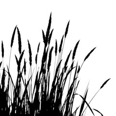 grass silhouette vector with transparent background PNG and JPEG image	