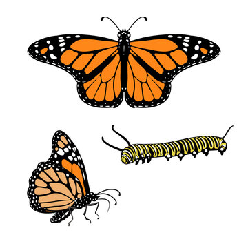 vector drawing monarch butterfly and caterpillar, Danaus plexippus, insect isolated at white background, natural element, hand drawn illustration