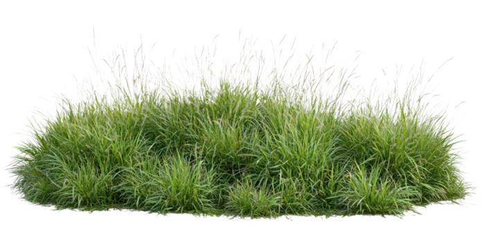 PNG Tall real green grass bushes vegetation landscaping natural. - Powered by Adobe