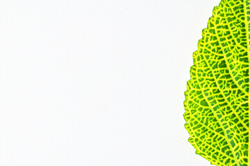 Half view of one green leaf isolated on a white background. Reduce CO2 emission concept. Clean and...