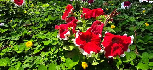 red tulips in the garden