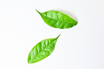 Top view of two green leaf isolated on a white background. Reduce CO2 emission concept. Clean and...