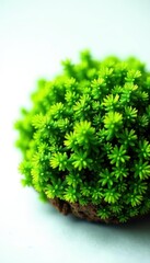 Fototapeta premium Lush green moss clump, vibrant texture, white backdrop, illustration, hue