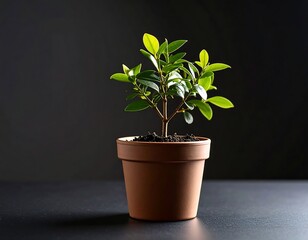 Small potted plant with vibrant green leaves against a dark background