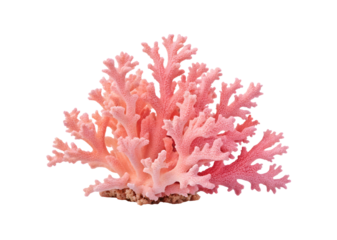 Pink coral isolated on transparent background, a marine invertebrate