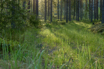 forest in spring