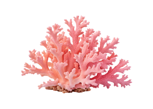 Pink coral isolated on transparent background, a marine invertebrate