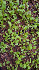 green leaves background , seedling