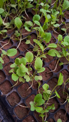 Tomato seedlings are growing 