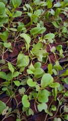 Tomato seedlings growing in soil in a seedling tray