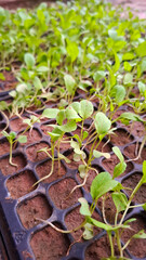 seedlings in the garden