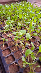 small plant in the garden