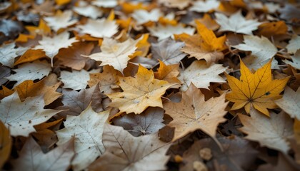 Obraz premium Background of Autumn Fallen Leaves Close-Up