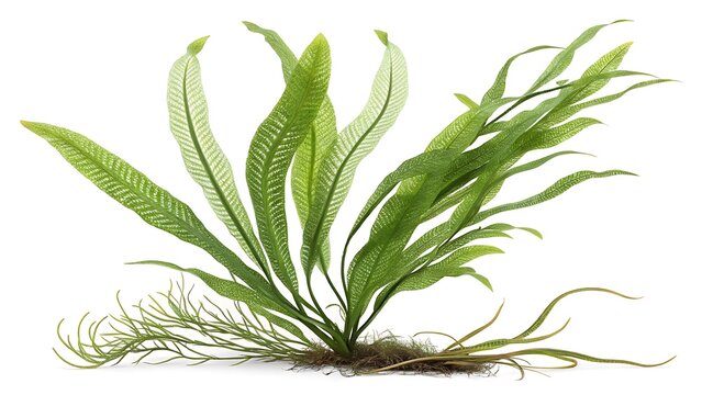 Close up of Java Fern Plant with Roots and Needle Leaf Isolated on White Background Aquatic Plant for Aquarium and Terrarium