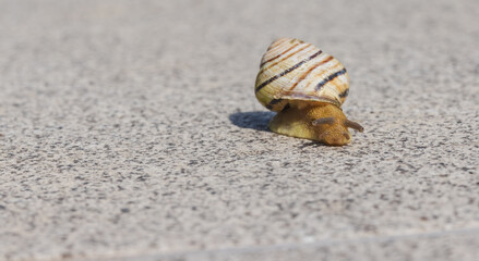 Macro shot of a brown and yellow striped snail gliding across a rough granite surface on a bright sunny day