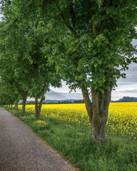lime trees and rape seed - Linden und Raps