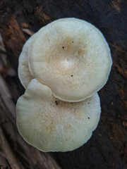 a mushroom with a cap that tends to be flexible with a flat surface
