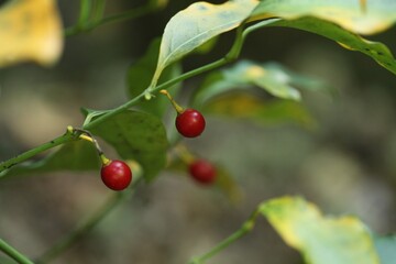 Potalia japonica flowers and fruits - Korean medicinal plant