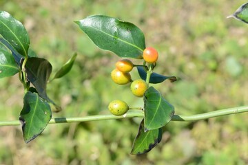 Potalia japonica flowers and fruits - Korean medicinal plant