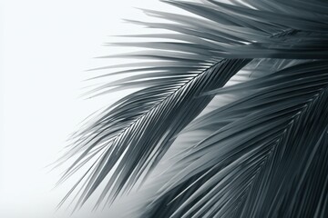 Details of dark green palm leaves contrasting against a light background reveal nature's elegance in a peaceful environment