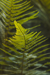 Green leaves on a blurred background on a sunny June day in the countryside. Blurred background,...