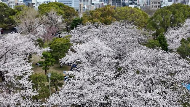 Sakura Garden Views by Fukuoka Castle 29 Mar 2025
