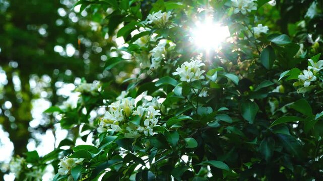 Sun rays break through fresh foliage branch of Orange Jasmine tree with bunch of blooming flowers.