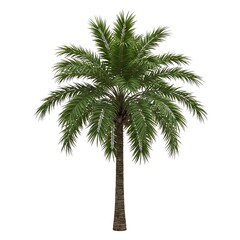 Fototapeta premium Palm tree with green leaves isolated on white background