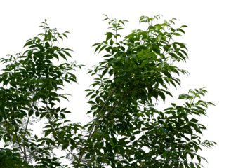 Photo of ash tree branch with leaves on transparent background