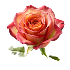 Naklejka premium Single Apricot and Red Rose Bloom