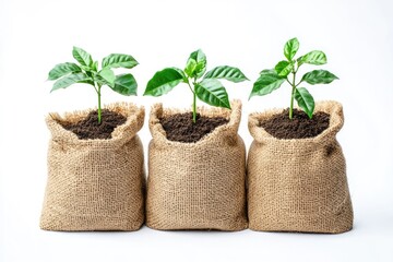 Three young coffee plants in burlap bags