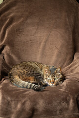 猫イメージ
