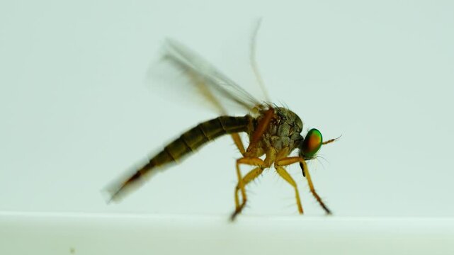 Closeup view of small Crane fly or Mosquito hawls or Mosquito eater rub its legs on white background. Colorful crane fly clean its legs.
