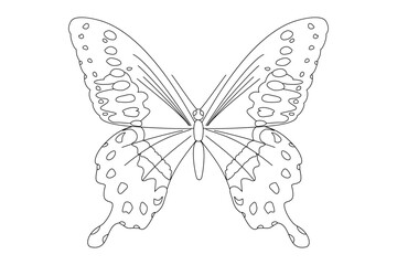 vector realistic butterfly. Cartoon black and white clip art isolated on transparent background. Hand drown design element.