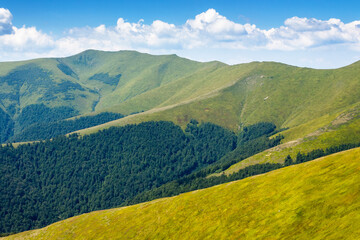green slopes of borzhava ridge in summer. scenic landscape of carpathian mountains on a sunny day