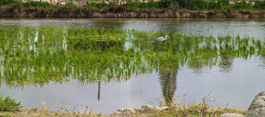 Grey heron bird wading through shallow water canal in rice field zone with vibrant green plants, nature environment, agriculture in El Palmar, Albufera de Valencia natural park wetlands. 