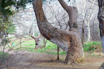 Crooked and twisted trunks of coniferous trees in the park. Earthen path. Bushes and trees in the background