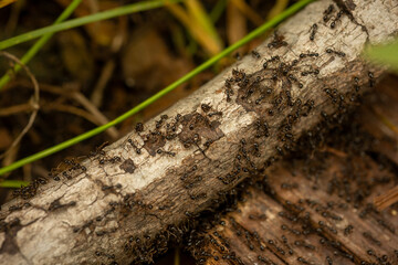 ants on a tree