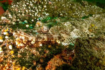 Mozambique, Inhambane, Vilankulo, Crocodilefish (Cociella crocodila)