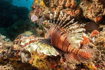 Mozambique, Inhambane, Vilankulo, Lionfish (Pterois volitans)
