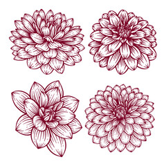 Set of Hand Drawn Dahlia Flower. Dahlia Flower Line Art Engraving Illustration Collection